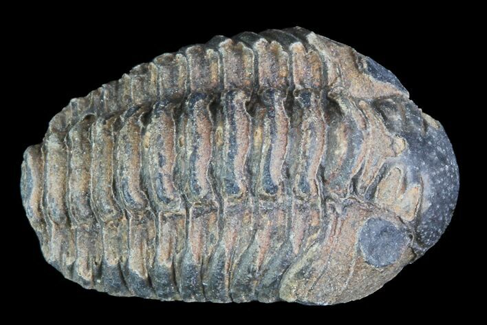 Small Enrolled Acastoides Trilobite Fossil - Morocco #76448